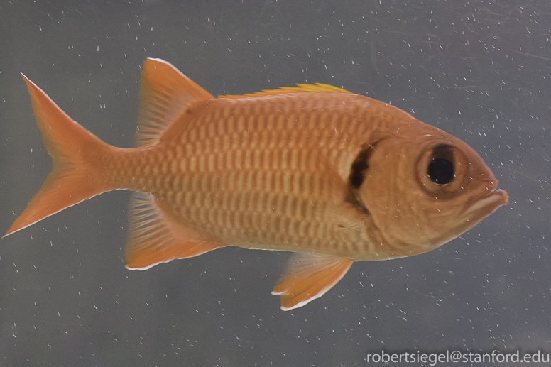 soldierfish